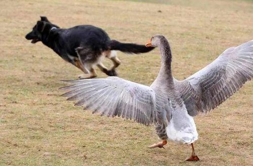鹅咬人视频,一场意外引发的围观与反思