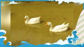 鹅咬人视频,一场意外引发的围观与反思