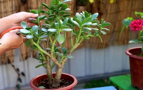 修剪玉树视频,打造完美树形