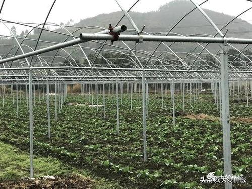 蔬菜种植视频,从播种到收获的全程指导