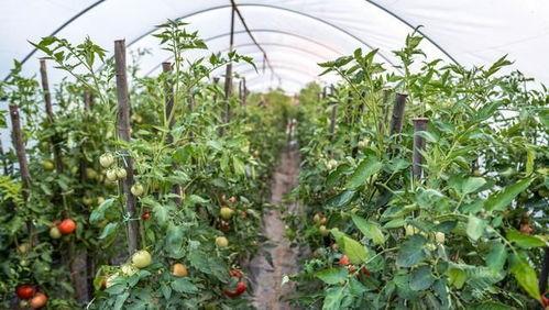蔬菜种植视频,从播种到收获的全程指导
