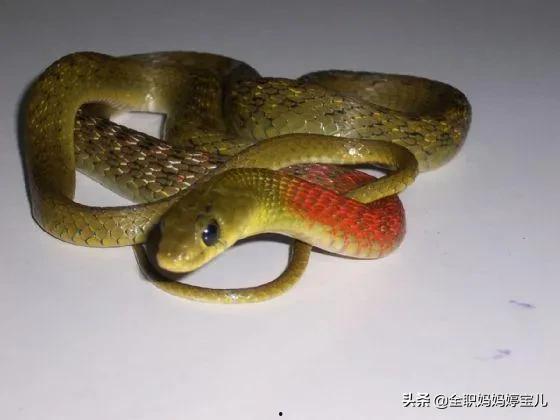 抓蛇的视频,捕捉蛇类专家的惊心动魄抓蛇过程