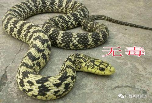 抓蛇的视频,捕捉蛇类专家的惊心动魄抓蛇过程