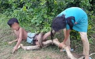 抓蛇的视频,捕捉蛇类专家的惊心动魄抓蛇过程
