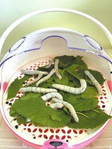 蚕宝宝的一生视频,从卵到丝的奇妙历程