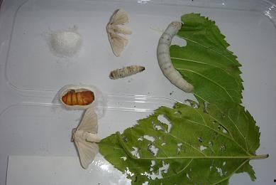 蚕宝宝的一生视频,从卵到丝的奇妙历程