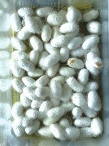 蚕宝宝的一生视频,从卵到丝的奇妙历程