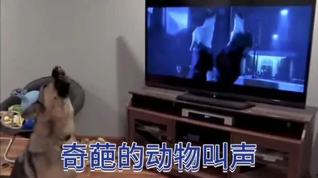 动物的叫声视频,揭秘自然界的和谐交响曲