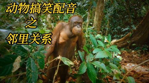 动物的叫声视频,揭秘自然界的和谐交响曲