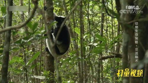 动物的叫声视频,揭秘自然界的和谐交响曲