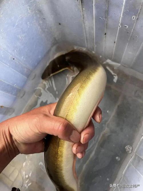 鳗鱼视频,揭秘水下生物的奇妙世界