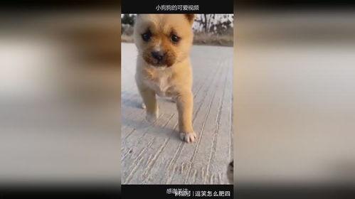 狗狗的视频,萌宠视频集锦