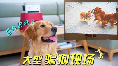 狗狗的视频,萌宠视频集锦