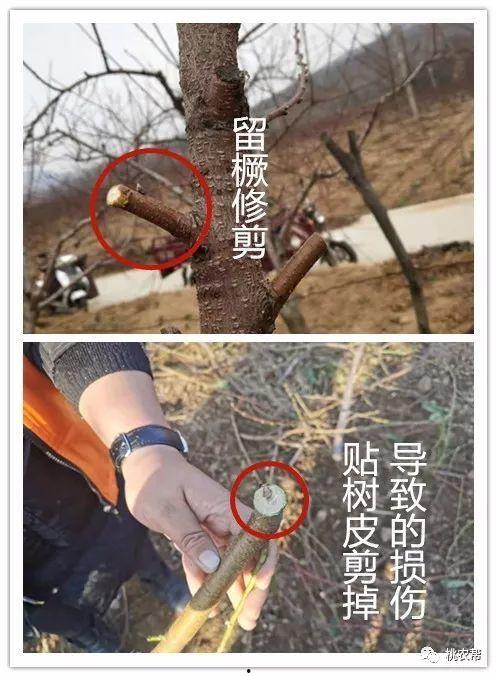 桃树修剪视频,视频教程深度解读