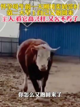牛牛热在线视频,揭秘热门视频背后的魅力与影响力