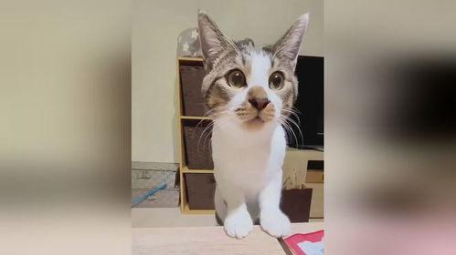 猫咪视频搞笑,猫咪视频里的欢乐瞬间