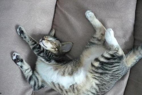 猫咪视频搞笑,猫咪视频里的欢乐瞬间