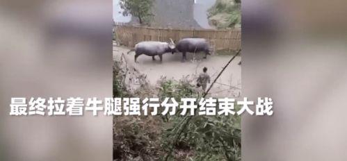 大水牛视频,揭秘自然奇观与生态奥秘