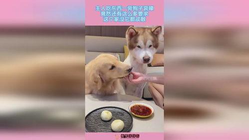 小狗吃东西视频,小狗品尝美味瞬间