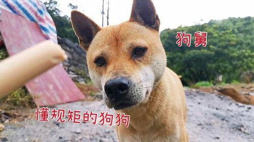 小狗吃东西视频,小狗品尝美味瞬间