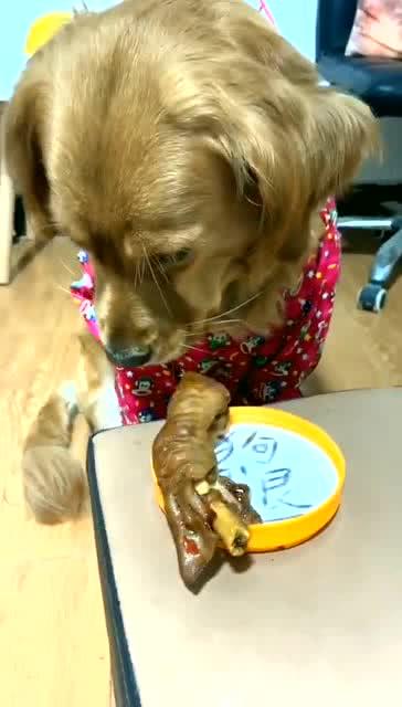 小狗吃东西视频,小狗品尝美味瞬间