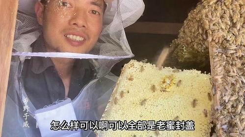 割蜜视频,跟随割蜜视频领略甜蜜工艺
