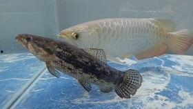 生小鱼视频,揭秘海洋生物的奇妙世界