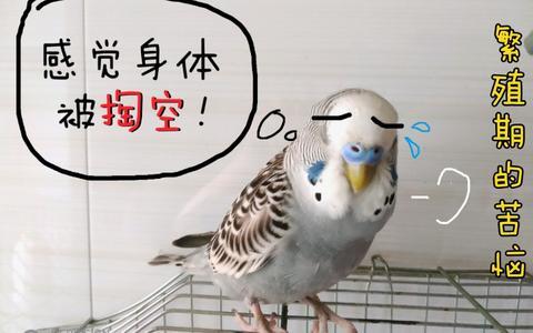 虎皮鹦鹉踩背视频,揭秘踩背背后的温馨瞬间