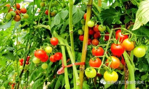 西红柿种植视频,从播种到收获的实用教程