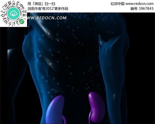 人体视频,人体视频中的运动奥秘解析
