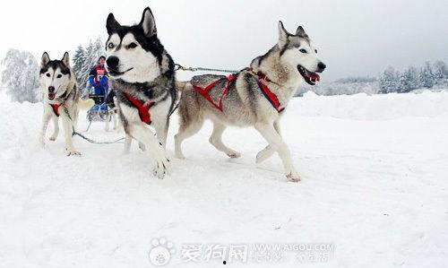 狗拉雪橇视频,狗拉雪橇的激情与速度