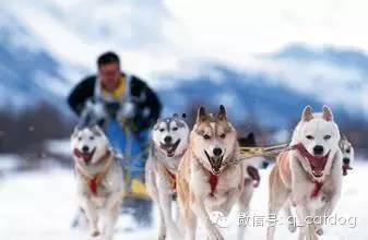 狗拉雪橇视频,狗拉雪橇的激情与速度