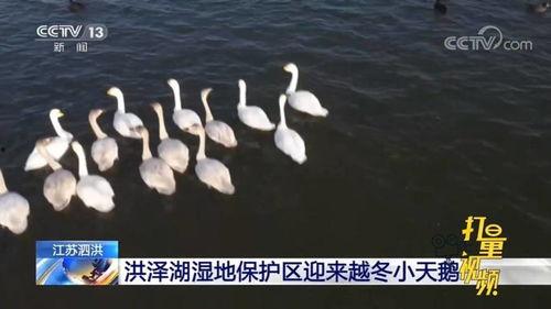 小天鹅视频,演绎自然之美