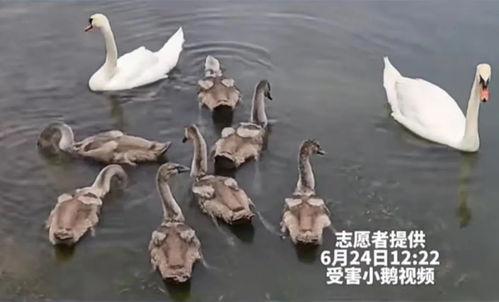 小天鹅视频,演绎自然之美