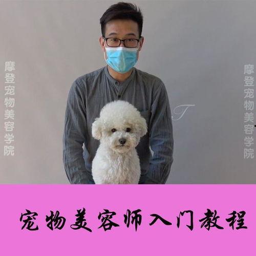 宠物美容视频,轻松掌握宠物护理技巧