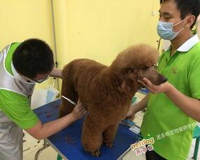 宠物美容视频,轻松掌握宠物护理技巧