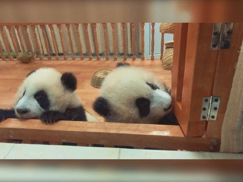 可爱熊猫视频,熊猫宝宝视频集锦