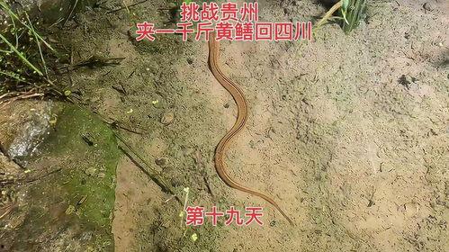 大黄鳝视频,探寻水底美食传奇