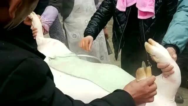 宰羊视频,揭秘宰羊视频背后的残酷真相