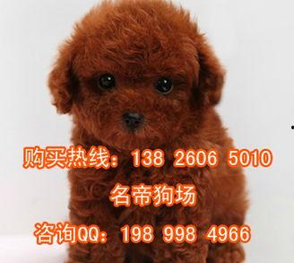 贵宾犬视频,贵宾犬的灵动瞬间