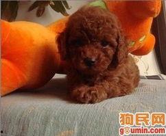 贵宾犬视频,贵宾犬的灵动瞬间