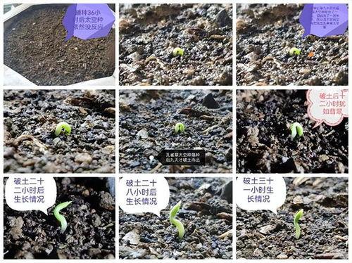 种子生长视频,揭秘植物生长的奇妙旅程