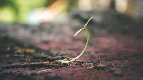 种子生长视频,揭秘植物生长的奇妙旅程