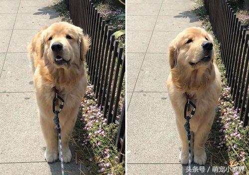 金毛犬视频大全,视频大全精选集锦