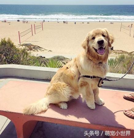 金毛犬视频大全,视频大全精选集锦