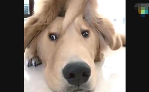 金毛犬视频大全,视频大全精选集锦