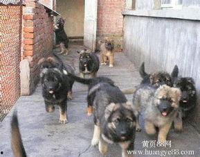 狗撵兔视频,一场速度与智慧的较量
