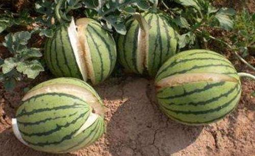 金华最新吃瓜事件爆料是真的吗